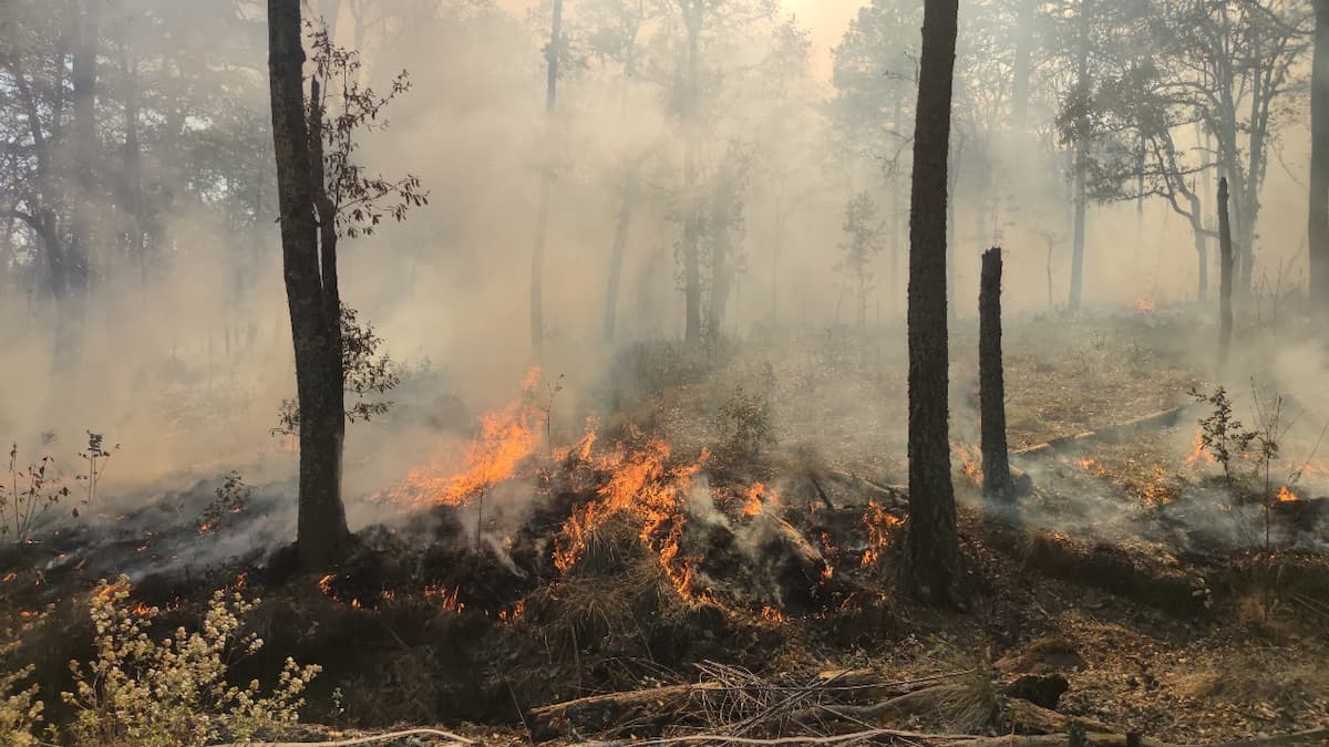 Van 104 incendios forestales en Hidalgo