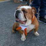 Convocan a marcha contra el maltrato animal en Hidalgo