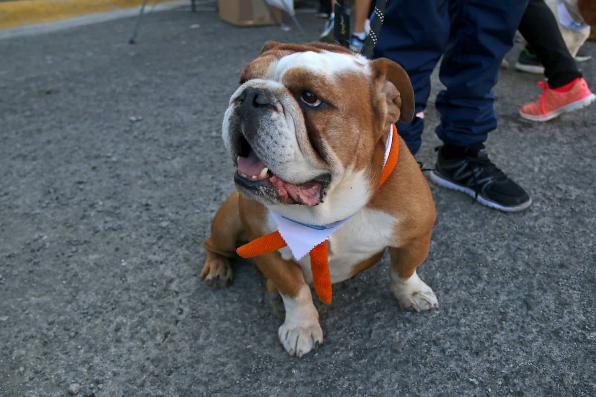 Convocan a marcha contra el maltrato animal en Hidalgo