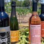 Conoce la experiencia enogastroturística en el viñedo “Tierra y Almas”, en Hidalgo