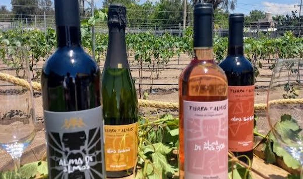 Conoce la experiencia enogastroturística en el viñedo “Tierra y Almas”, en Hidalgo