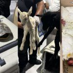Rescatan a 25 animales en el Edomex; los iban a sacrificar