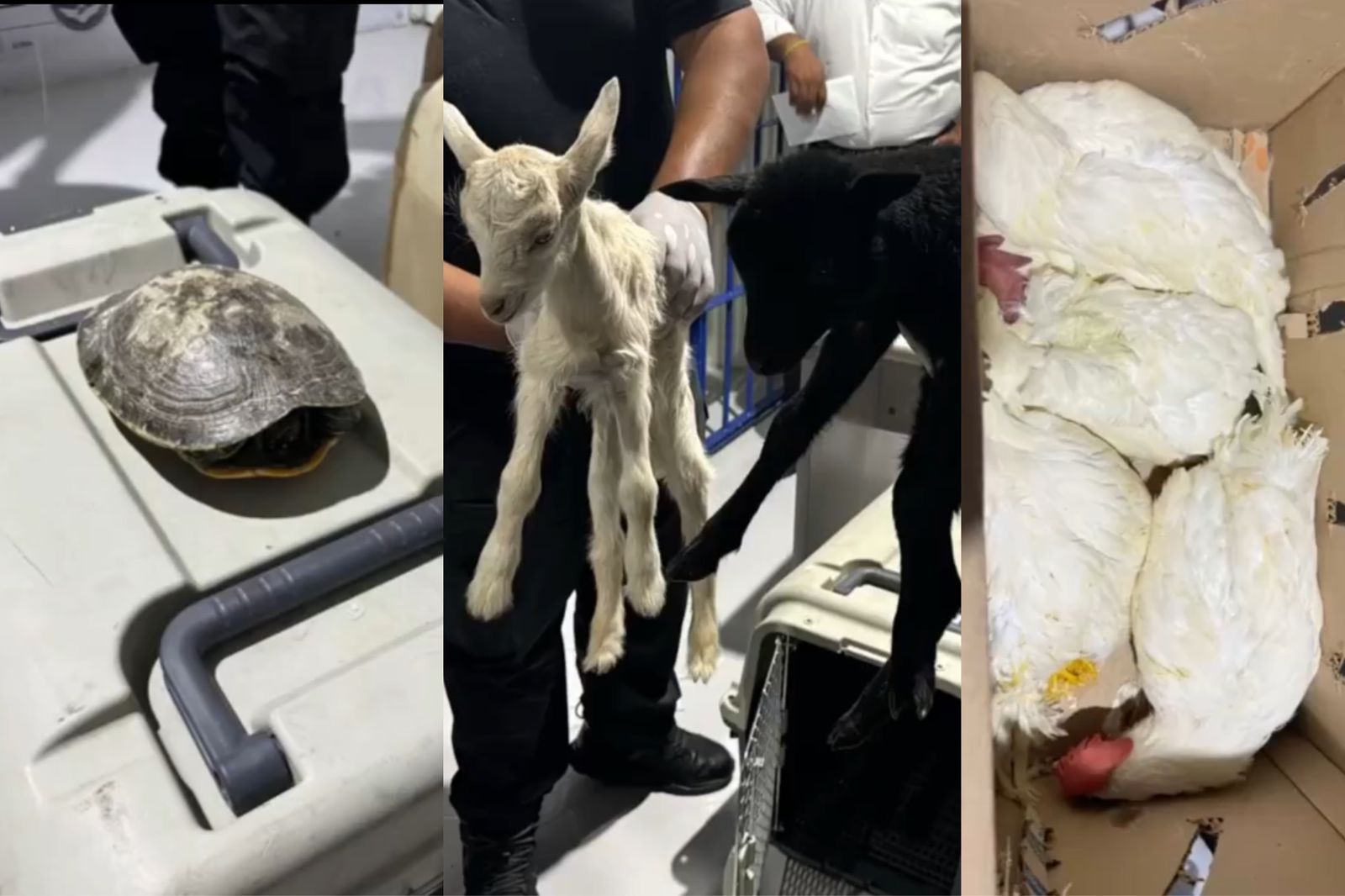 Rescatan a 25 animales en el Edomex; los iban a sacrificar