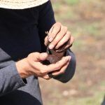 Avanza estrategia de reforestación en zonas de difícil acceso