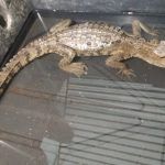 Atienden en Pachuca a cocodrilo rescatado en Mixquiahuala