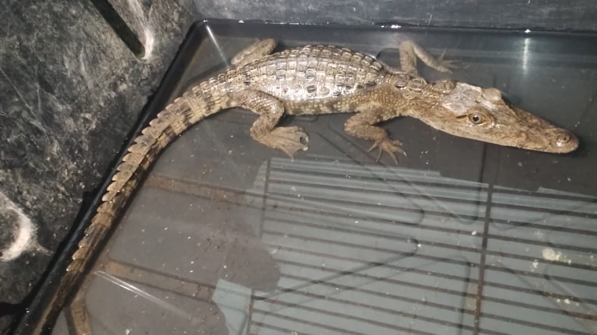 Atienden en Pachuca a cocodrilo rescatado en Mixquiahuala