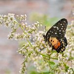 ¿Cómo ayudar a las mariposas que pasan por Pachuca y otros puntos de Hidalgo?