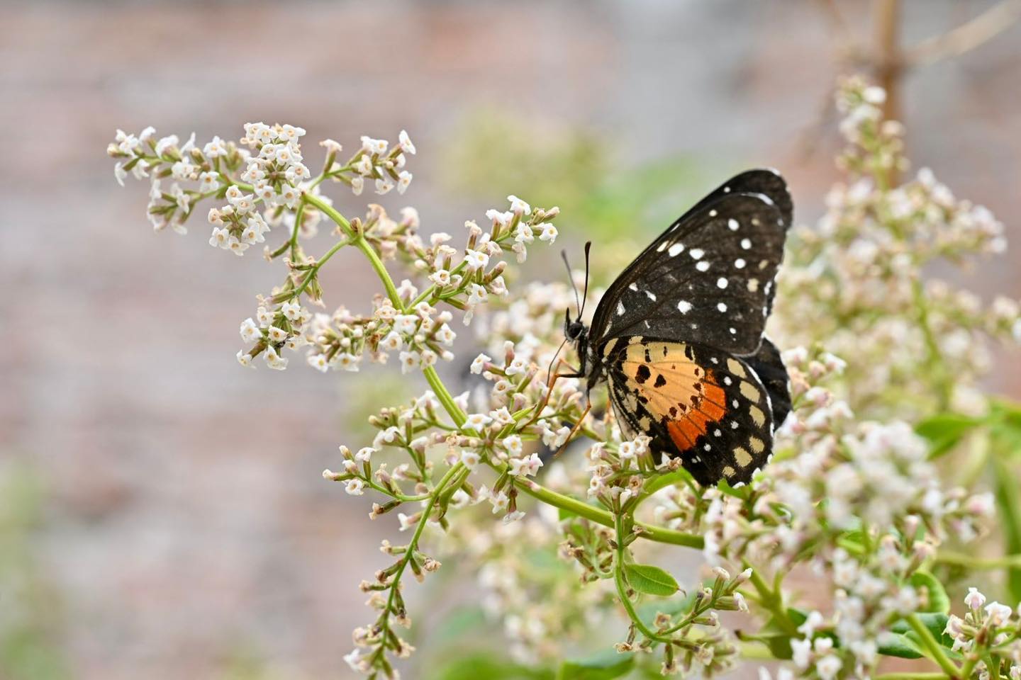 ¿Cómo ayudar a las mariposas que pasan por Pachuca y otros puntos de Hidalgo?