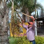 Semarnath avanza en la conservación de germoplasma forestal en la entidad