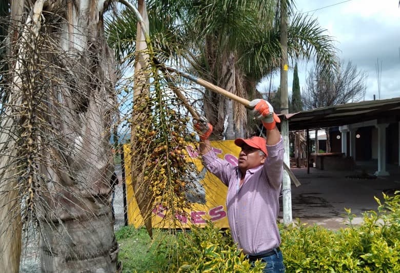 Semarnath avanza en la conservación de germoplasma forestal en la entidad