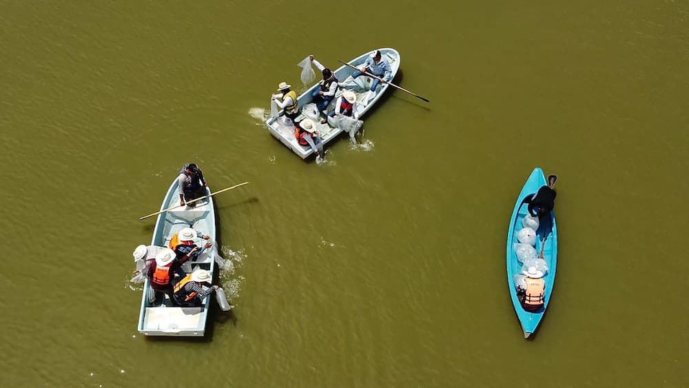 Siembra Saderh crías de peces en la presa Requena