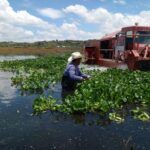 Presa Endhó, libre del lirio acuático casi en su totalidad