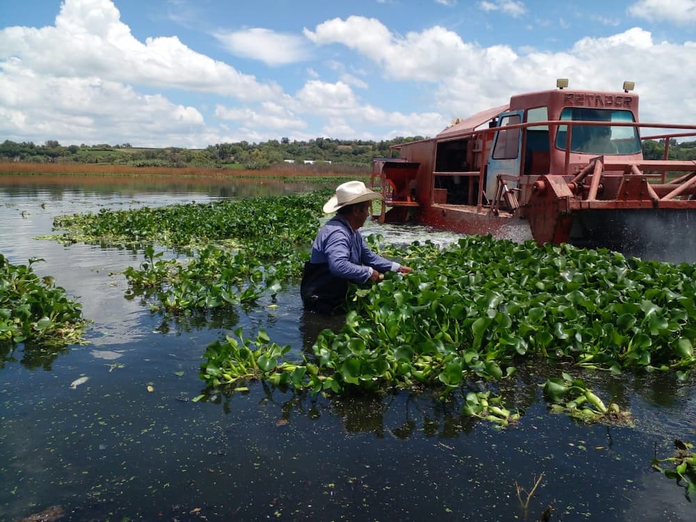 Presa Endhó, libre del lirio acuático casi en su totalidad