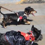 Este domingo, terroríficas caminatas de perritos en avenida Revolución