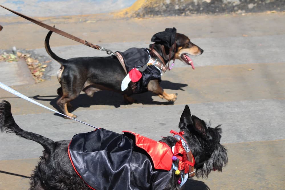 Este domingo, terroríficas caminatas de perritos en avenida Revolución