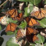 Mariposa monarca recorre Hidalgo; buscan proteger especie