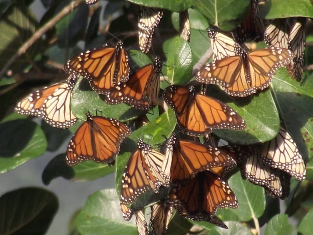 Mariposa monarca recorre Hidalgo; buscan proteger especie