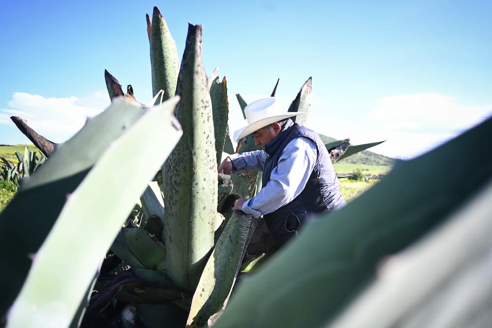 Hidalgo, líder nacional en producción de maguey pulquero