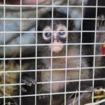 Por primera ocasión, la Unidad de Rehabilitación de Fauna Silvestre reubica a una mono araña