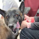 Realizan Jornada de Esterilización gratuita en La Loma