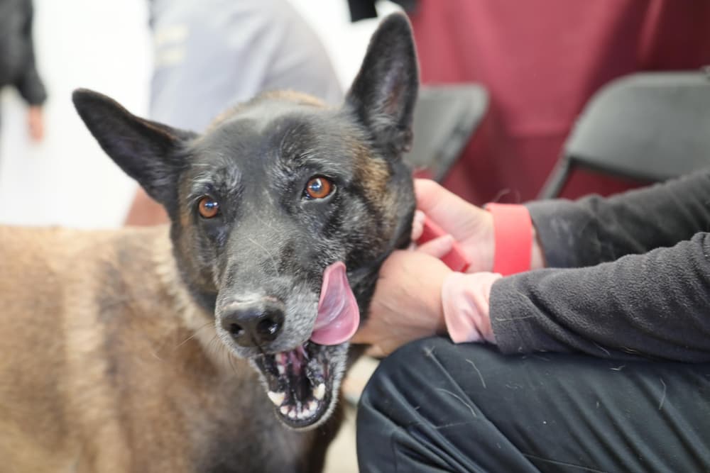 Realizan Jornada de Esterilización gratuita en La Loma