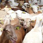 Hidalgo, en los primeros lugares del país en producción de lana y carne de ovinos