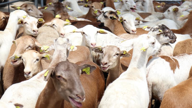Hidalgo, en los primeros lugares del país en producción de lana y carne de ovinos