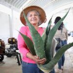 Hidalgo va por la conservación de la planta del maguey pulquero