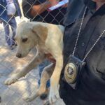 Llama PGJEH a denunciar actos de maltrato animal