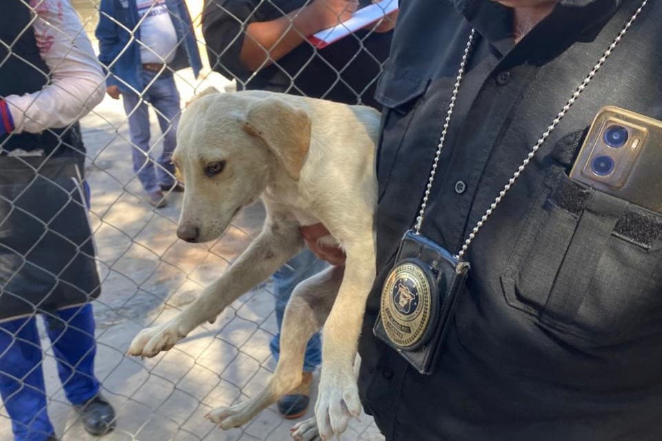 Llama PGJEH a denunciar actos de maltrato animal
