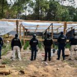 SSPH desmantela invernaderos de marihuana en Omitlán