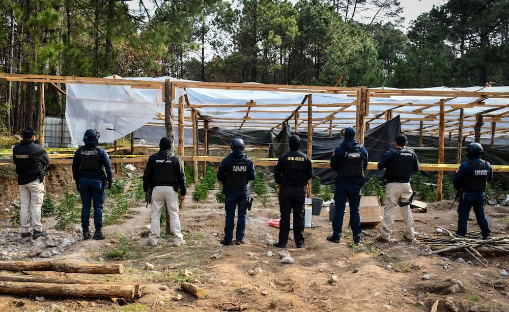 SSPH desmantela invernaderos de marihuana en Omitlán