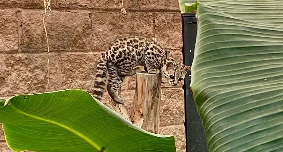 Xalt, el tigrillo de Jaltocán, en un biosimulador en Unidad de Pachuca