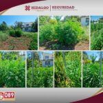 SSPH asegura sembradío de marihuana en Agua Blanca