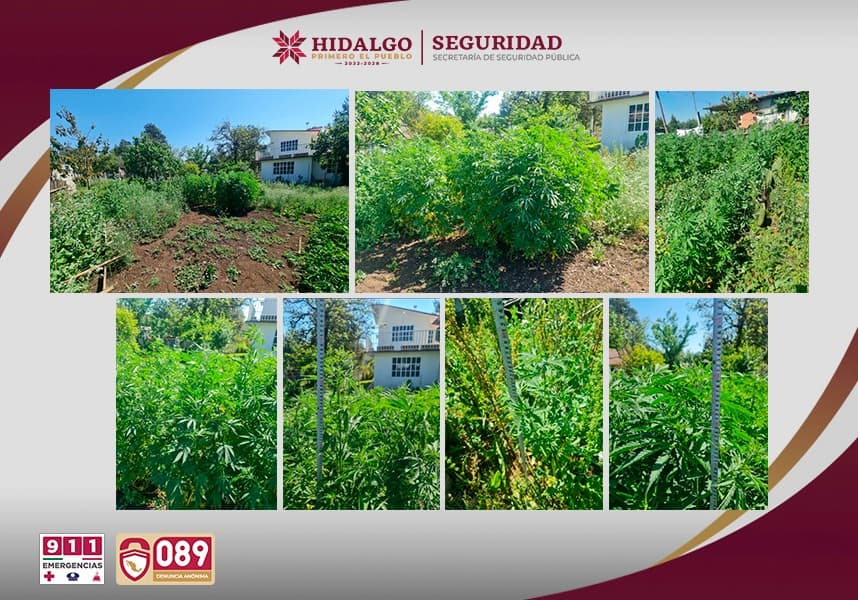 SSPH asegura sembradío de marihuana en Agua Blanca
