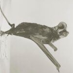 Murciélagos: guardianes del equilibrio ecológico y aliados en la salud pública