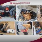 Rescatan a 29 perros durante operativo en Atotonilco de Tula