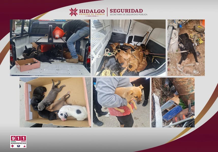 Rescatan a 29 perros durante operativo en Atotonilco de Tula