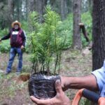 Inicia la restauración del Parque Nacional El Chico, tras plaga forestal