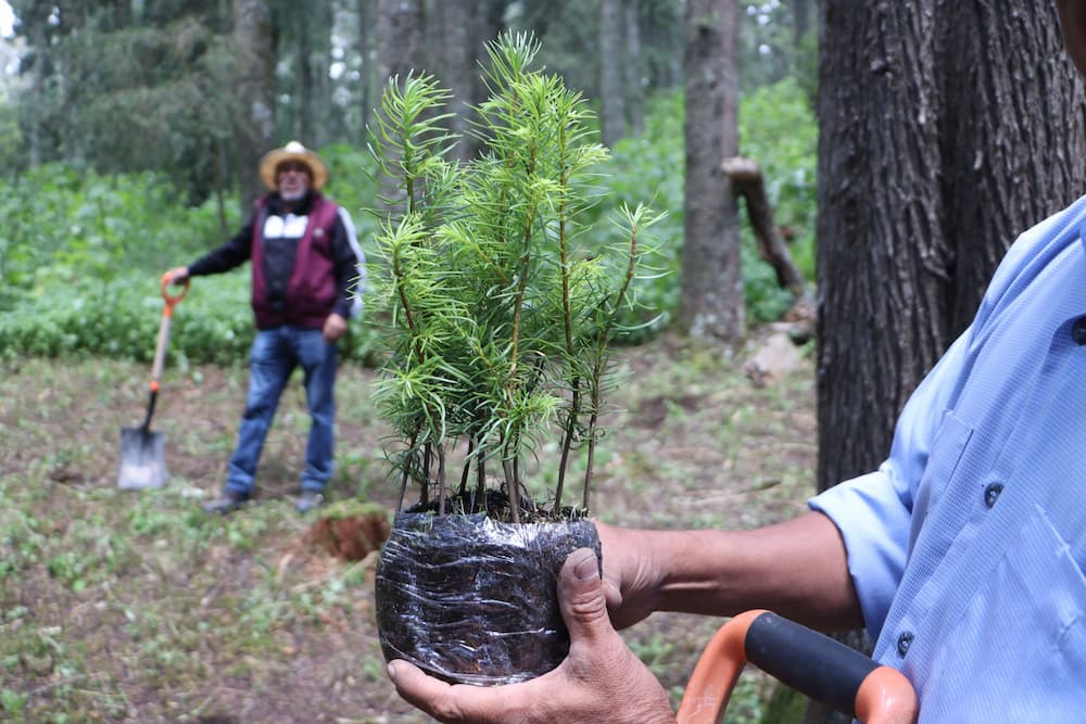 Inicia la restauración del Parque Nacional El Chico, tras plaga forestal
