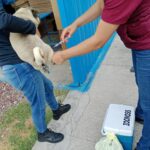 Fortalecen vacunación y vigilancia contra la rabia en Hidalgo