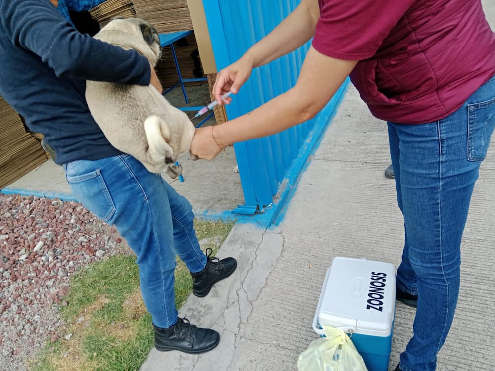 Fortalecen vacunación y vigilancia contra la rabia en Hidalgo