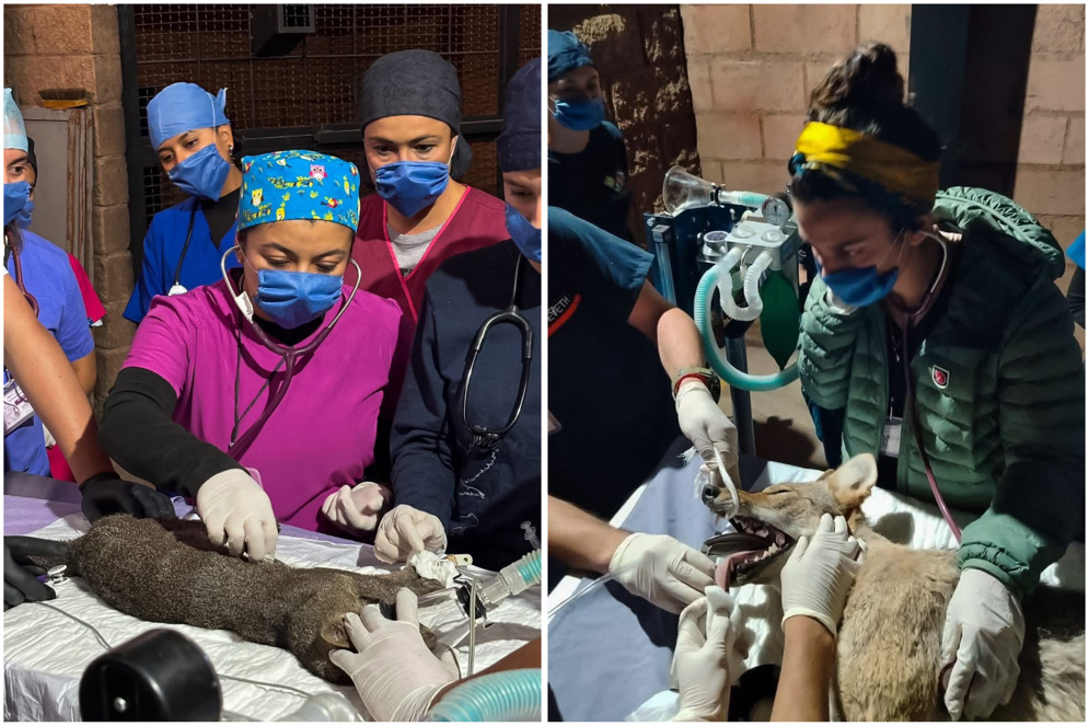 Abren inscripciones para el 2º Curso de Rehabilitación de Fauna Silvestre en Pachuca
