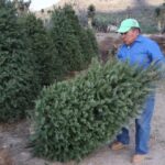 ¿Tienes un árbol de Navidad? Llévalo para que sea aprovechado