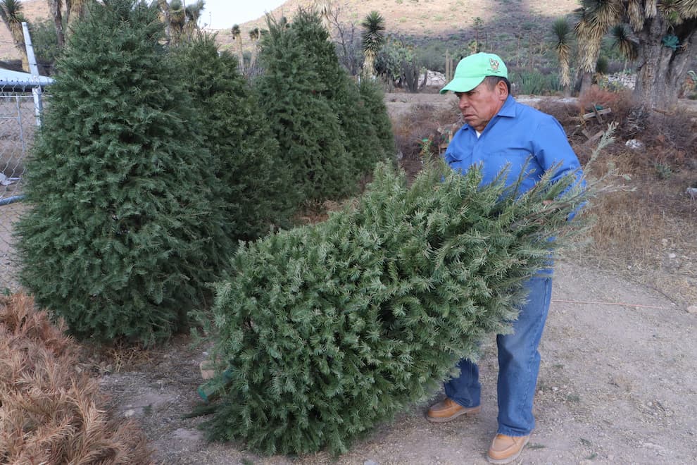¿Tienes un árbol de Navidad? Llévalo para que sea aprovechado