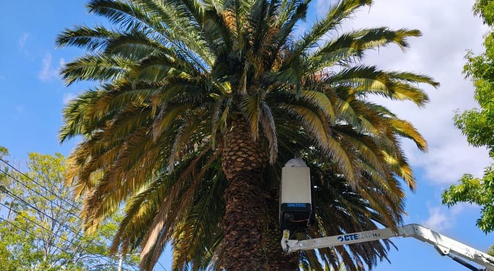 Realizan muestreo y aplicación de biológicos en Palmeras Canarias de Pachuca