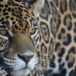 Con sentido de pertenencia, Hidalgo avanza en la conservación del jaguar