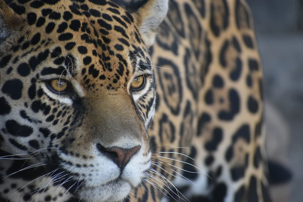 Con sentido de pertenencia, Hidalgo avanza en la conservación del jaguar