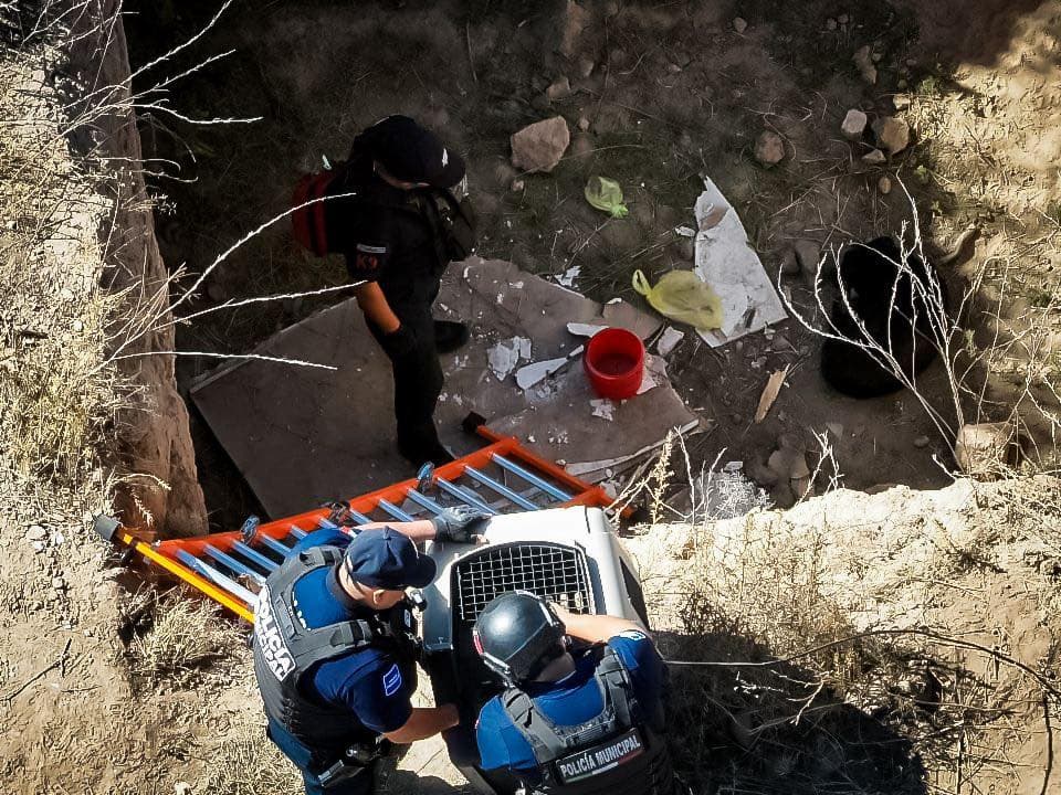 Con apoyo de drones, Seguridad Pública de Pachuca rescata a canino