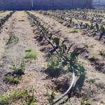 Desarrollan ITESHU y CBTA 179 proyectos para mejorar cultivos en el Valle del Mezquital